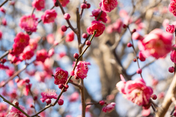Plum blossom in spring, light flower background of fruit tree branches with pink plum blossoms of against a blue sky during springtime at daytime in a Japanese garden in Tokyo city in Japan. 