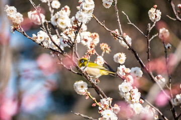 Plum blossom in spring, Japanese White-Eye bird between fruit tree branches with white plum blossoms during springtime at daytime in a Japanese garden in Tokyo city in Japan with copy space.
