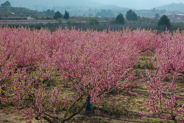Almond orchard blooming with delicate pink flowers, promising lush fruiting landscape during upcoming spring season under soft sunlight