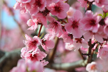 Obraz premium Soft pink Almond blossoms blooming on tree branch, signaling spring's renewal with delicate, hopeful petals unfurling