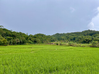 Tranquil Green Rice Fields with Dense Tropical Forest Backdrop Under Clear Sky