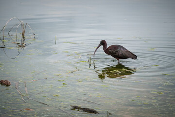 Laguna de descanso de aves migratorios al atardecer