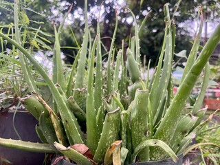 Obraz premium The ornamental aloe vera plant (Aloe vera) grows well in pots