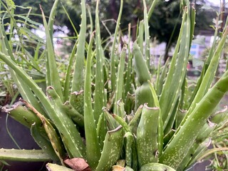 Obraz premium The ornamental aloe vera plant (Aloe vera) grows well in pots