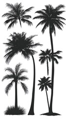 Silhouettes of Palm Trees