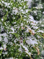 coniferous winter bush in snow