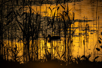 Laguna de descanso de aves migratorios al atardecer