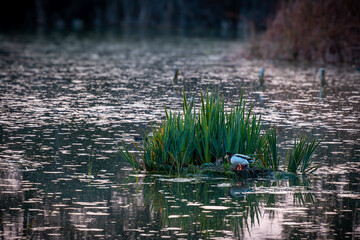 Laguna de descanso de aves migratorios al atardecer