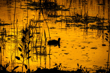 Laguna de descanso de aves migratorios al atardecer