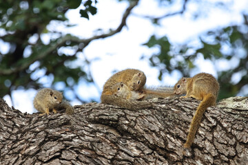 Ockerfu&szlig;buschh&ouml;rnchen / Tree squirrel / Paraxerus cepapi