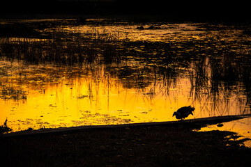 Laguna de descanso de aves migratorios al atardecer