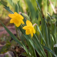 yellow daffodil in spring