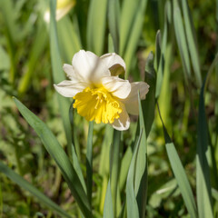 daffodil in spring garden