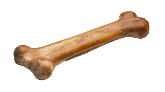 Unique natural dog bone toy for pets available in homes focused on active play and healthy chewing routines
