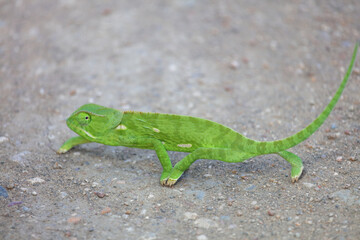 Lappenchamäleon / Flap-necked chameleon / Chamaeleo dilepis.