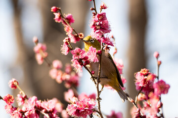 Plum blossom in spring, Japanese White-Eye bird between fruit tree branches with pink plum blossoms during springtime at daytime in a Japanese garden in Tokyo city in Japan with copy space.