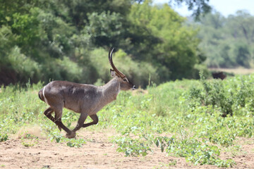 Wasserbock / Waterbuck / Kobus ellipsiprymnus.