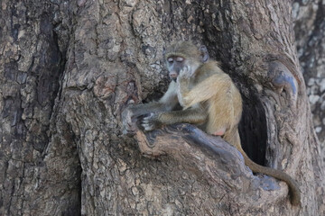 Bärenpavian / Chacma baboon / Papio ursinus