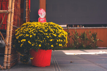 The Asteraceae (or Compositae), also known as the sunflower family or the aster family, is a family of dicotyledonous flowering plants. The scientific name of this family comes from the genus Aster (A