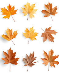 Fototapeta premium Nine maple leaves each with unique autumnal hues arranged in a grid pattern against a clean white backdrop.