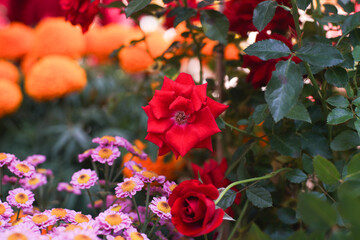 Rose is the common name for flowering plants in the form of perennial shrubs or climbers of the genus Rosa, family Rosaceae, with more than 100 species with diverse flower colors, distributed from tem