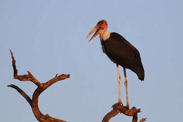 Marabu / Marabou stork / Leptoptilos crumeniferus