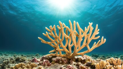 Earth day environmental idea. Vibrant underwater coral reef with sunlight illuminating the serene ocean floor.