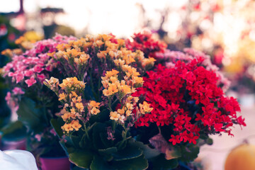 The Asteraceae (or Compositae), also known as the sunflower family or the aster family, is a family of dicotyledonous flowering plants. The scientific name of this family comes from the genus Aster (A