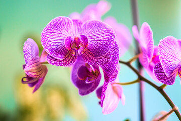 orchid flower close up on color background