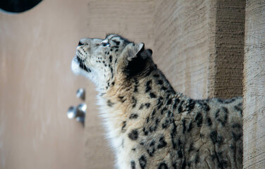 見上げるユキヒョウ