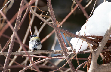 振り向くシジュウカラ