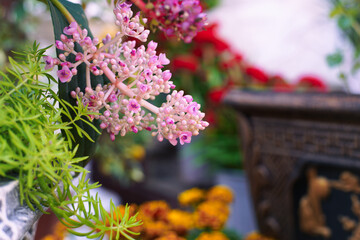 Leea is a genus of plants widely distributed in South and Southeast Asia as well as in some areas of tropical Africa and Madagascar. It is the only genus in the family Leeaceae.