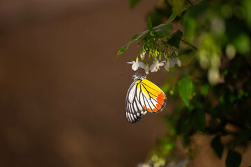 Common (yellow - white color) butterfly is holding with the white tropical flower, also under warmth sunlight