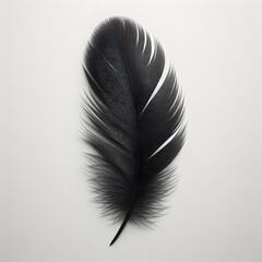 A beautiful black feather isolated on white background