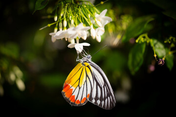 Common (yellow - white color) butterfly is holding with the white tropical flower, also under warmth sunlight