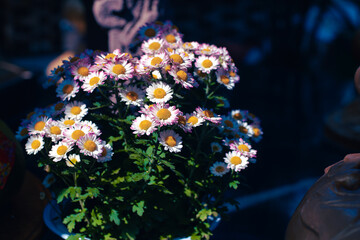 The Asteraceae (or Compositae), also known as the sunflower family or the aster family, is a family...