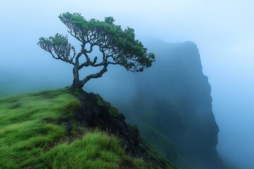 Obraz premium Misty Mountaintop Tree