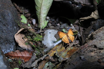 Butterfly camuflage on leaf litter. Cyrestis lutea doliones is family Nymphaliade
