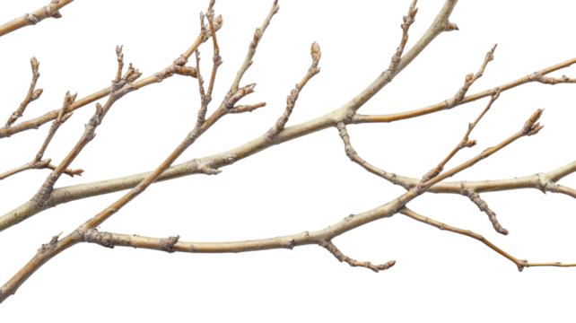 Dry branches with small buds against a white background showcasing winter transition to spring in nature