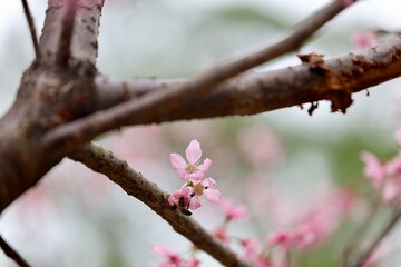 Delicate pink cherry blossoms on a branch with a busy bee