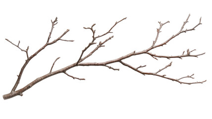 Natural branch with intricate twigs and sparse foliage displayed on a white background, highlighting woodland textures and forms