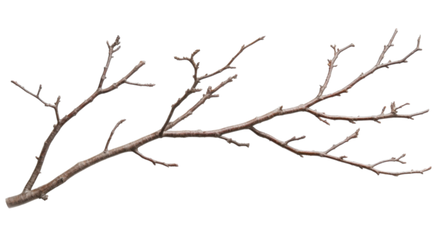 Natural branch with intricate twigs and sparse foliage displayed on a white background, highlighting woodland textures and forms - Powered by Adobe