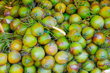 Pile of coconut green nuts stacked after harvesting in storage warehouse