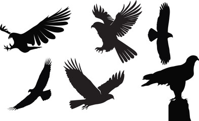 Vector some eagles design black.