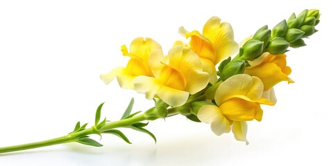 Vibrant Yellow Snapdragon Flower Isolated on White Background - Stock Photo