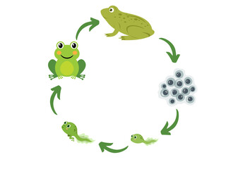 Frog Life Cycle