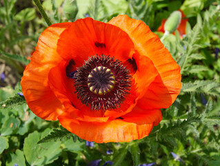 Flower of Oriental poppy