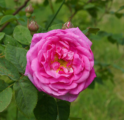 Pink damask rose flower