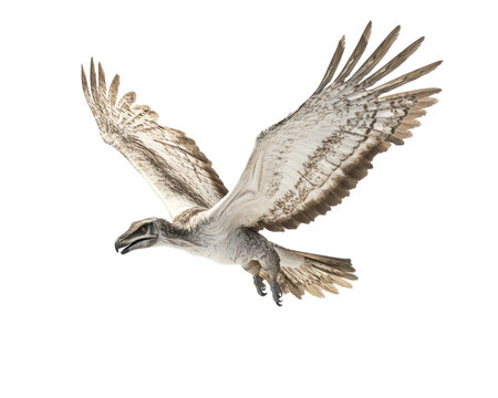Isolated Detailed Illustration of Microraptor Guiding