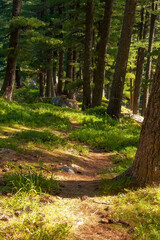 Footpath between trees in green forest